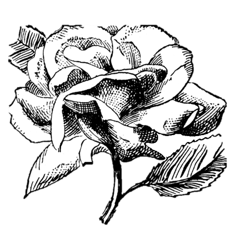 Vatlentine's Day